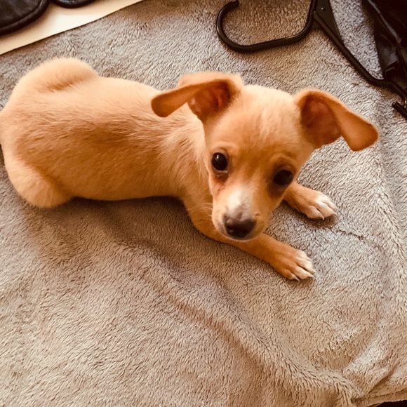 Meet your Posher, Thomas - Picture 3 of 16